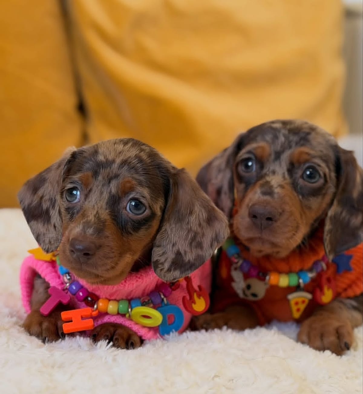 Two long-haired Dachshund puppies in cozy sweaters and bead collars