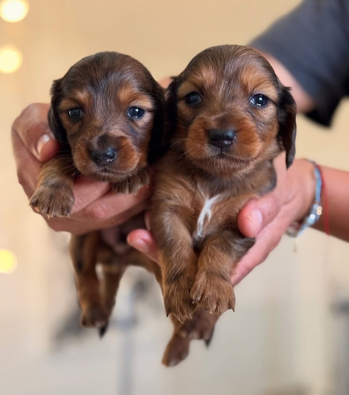 Two long-haired Dachshund puppies held gently in their breeder’s hands