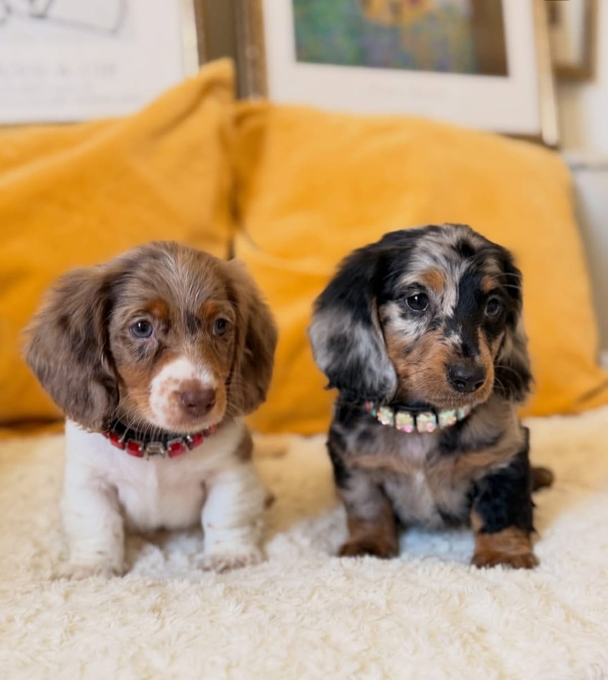 A cream and a blue dapple Dachshund puppy side by side