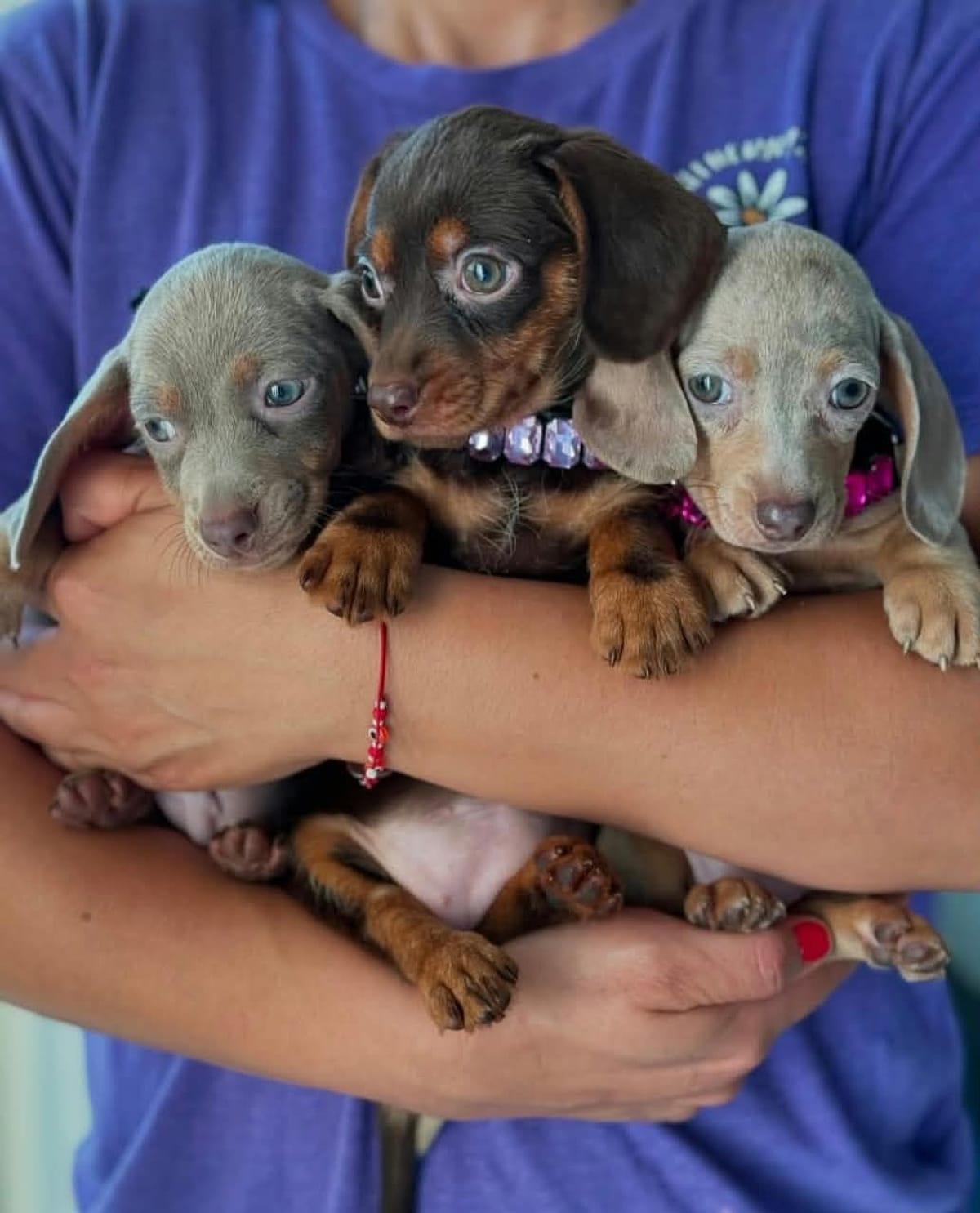 Three Dachshund puppies cuddled in their breeder’s arms