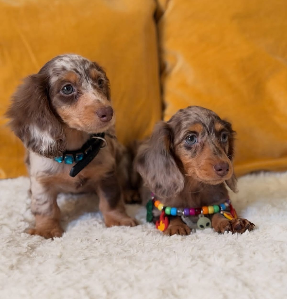 Two long-haired dapple Dachshund puppies sitting together on a cream blanket at home