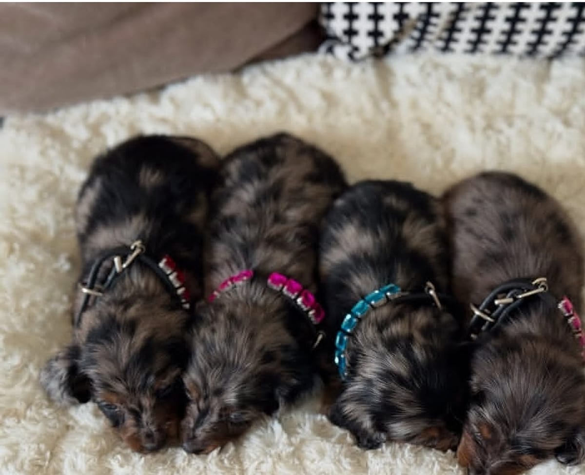 A litter of Dachshund puppies sleeping side by side on a fluffy blanket