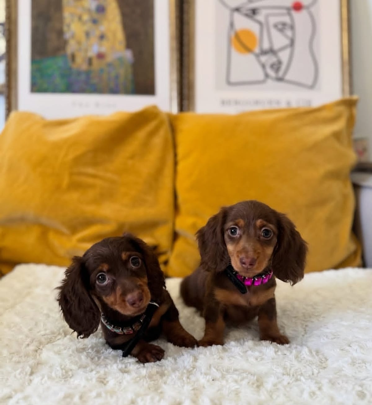 Two chocolate Dachshund puppies resting on a blanket