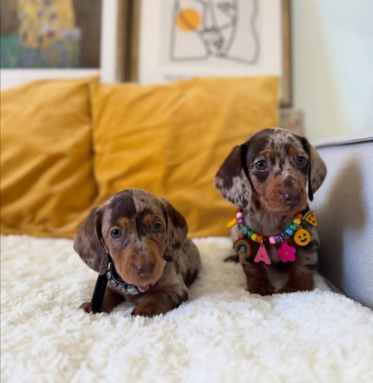 Two curious Dachshund puppies with charm collars on a sofa