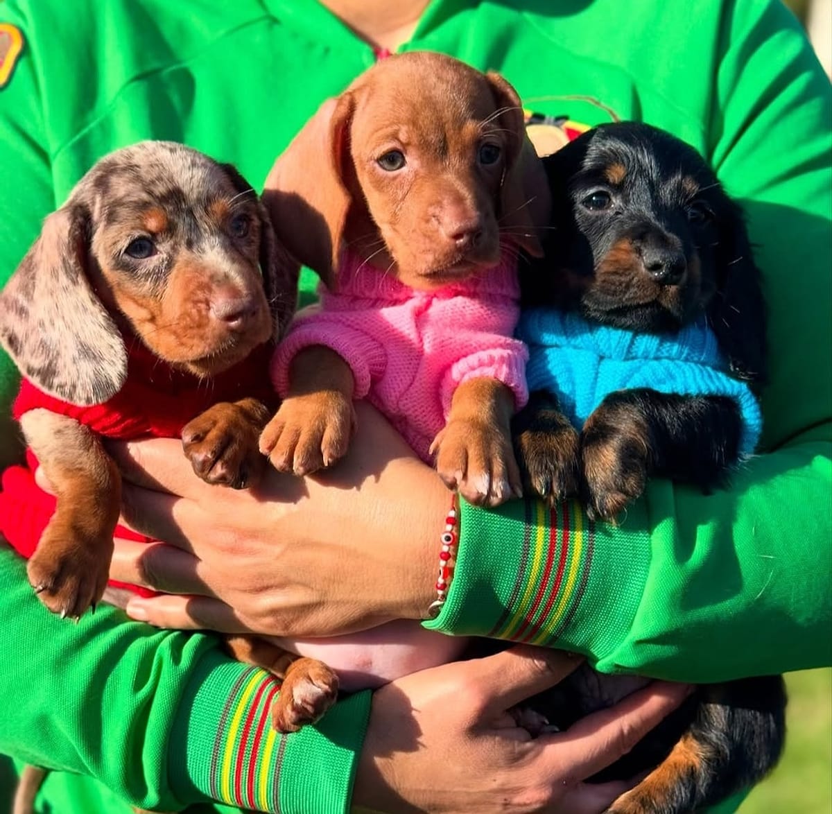 Three Dachshund puppies in colorful sweaters held in their breeder’s arms